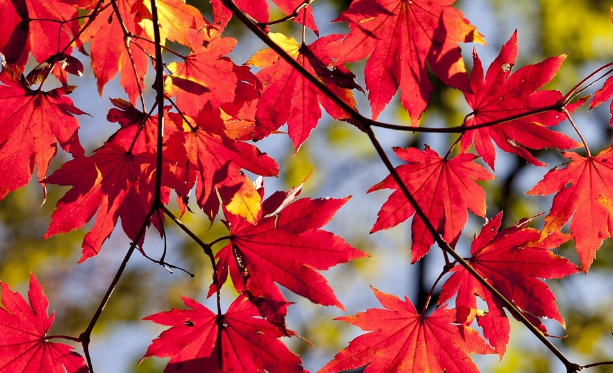 Automne